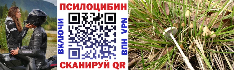где купить наркоту  Краснозаводск  Псилоцибиновые грибы прущие грибы 